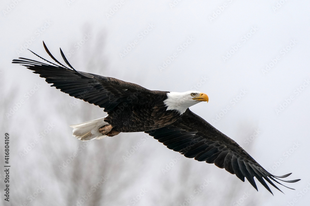 Fototapeta premium American Bald Eagle - Flight