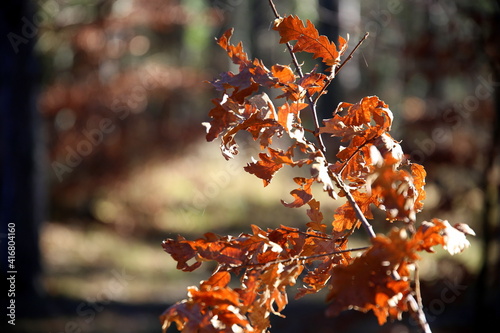 Selective focus on twig with dry orange leaves and forest on the background with bokeh effect