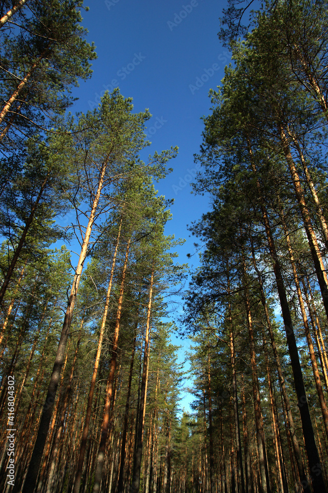 Landscape with tall pine trees and the sky peeping through them