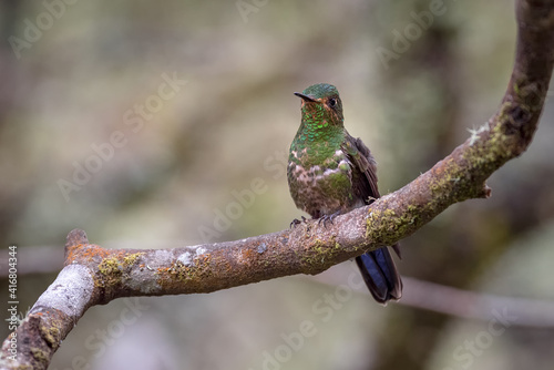 Small hummingbird resting on a tree branch