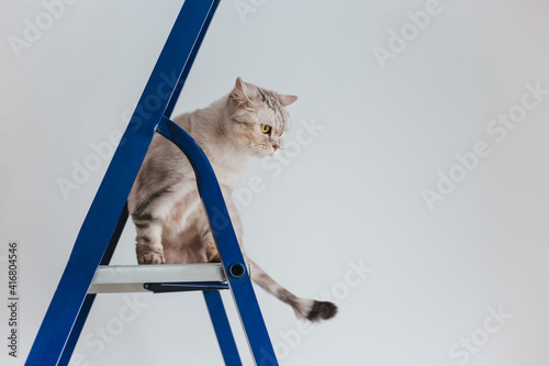 British tabby cat sits on a construction ladder.