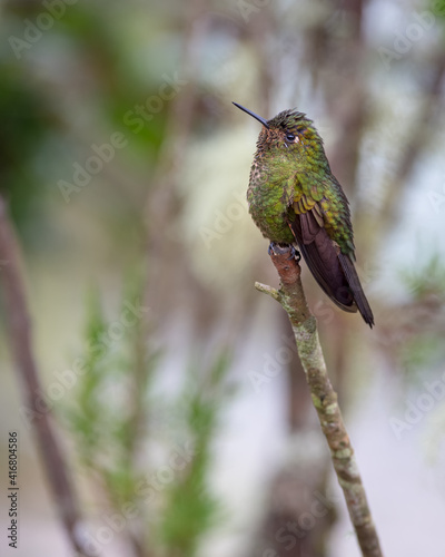 Small hummingbird perched on a vertical branch photo