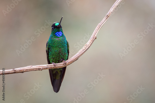 Hummingbird calmly perched on a branch with a soft background photo