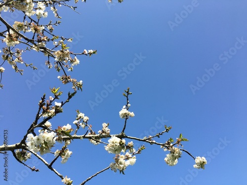 Blooming spring flowers against a blue sky with room for writing
