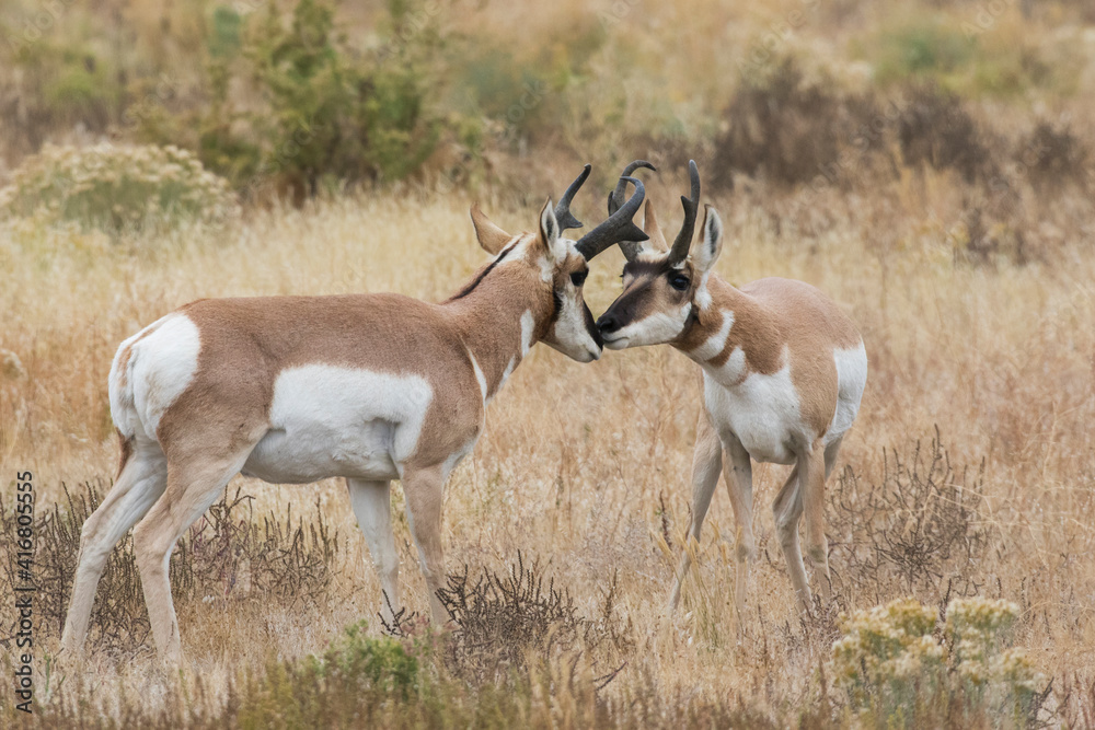 Pronghorn antelope nose to nose Pronghorn antelope nose to nose