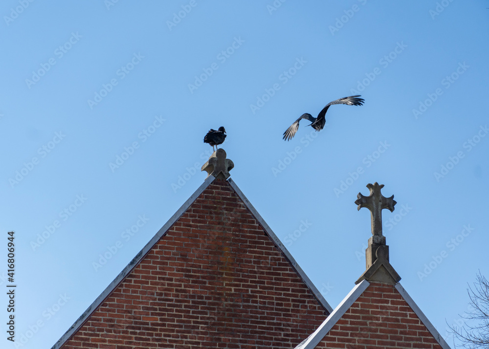 birds of the church