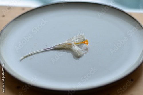 A wilted saffron flower with a bright yellow core on a vintage platter. Withered white petals. 