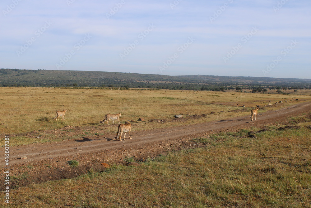 Cheetah with cubs in the Maasai Mara Cheetah with cubs in the Maasai Mara