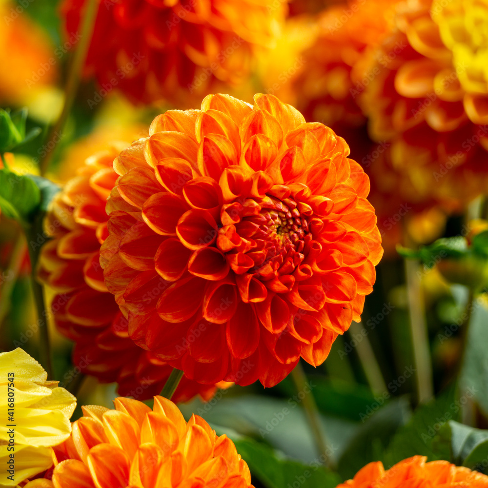 Dahlie (Dahlia) Dahlie (Dahlia)