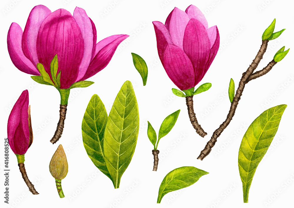 Pink Magnolia Flowers Individual Elements Pink Magnolia Flowers Individual Elements