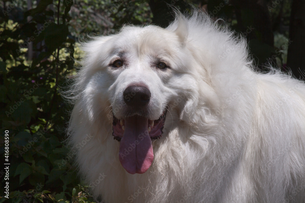 Great Pyrenees in a garden. Great Pyrenees in a garden.