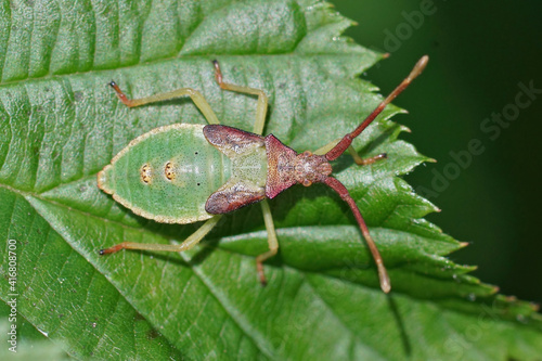 Close up of a green nymph of the box bug , Gonocerus acuteangula photo