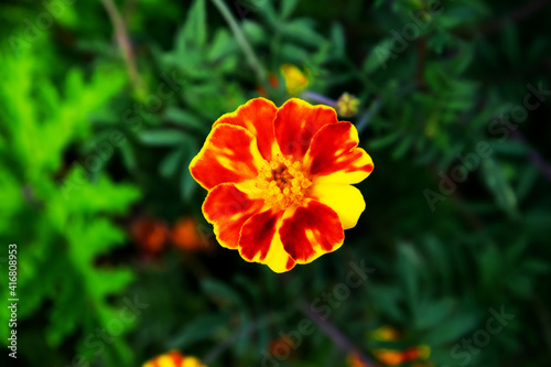 red poppy flower