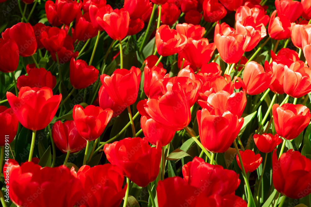 fresh lawn with flowers