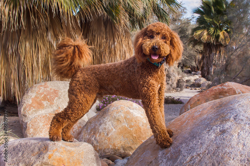 Labradoodle in a desert garden. photo