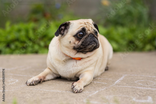 Pug dog resting on a concrete path on a hot summer day