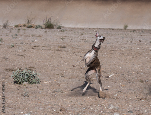 Whippets in motion.