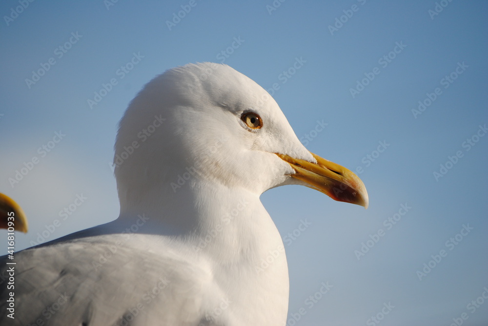 Tête de mouette rieuse (Chroicocephalus ridibundus) Tête de mouette rieuse (Chroicocephalus ridibundus)
