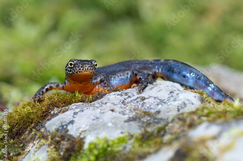 Slika na platnu Alpine newt showing off its formidable color