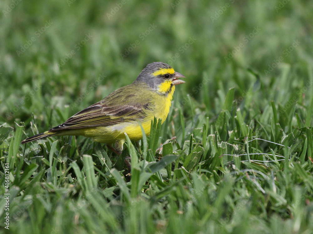 Fototapeta premium Yellow-fronted Canary in a Grassy Field