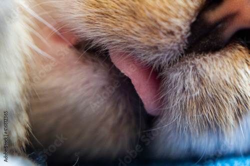 Tongue of a feline predator animal close up. Macro photography