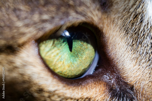 Fotografia Eye of a feline predator animal close up. Macro photography