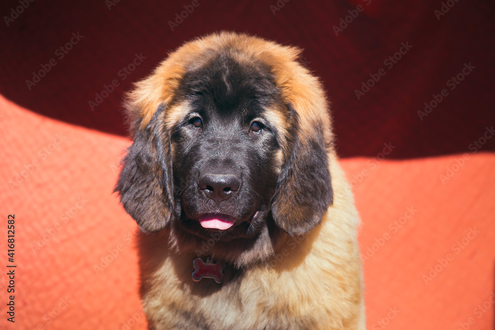 Leonberger Puppy Leonberger Puppy