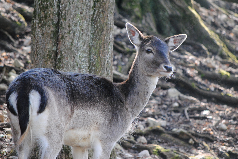 Obraz premium Biche, Delémont, Suisse