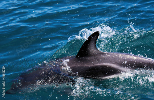 Closeup of fin over sea of diving black dolphin, splashing water - New Zealand