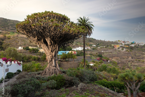 The 3000 year old dragon tree on the north side of the Atlantic island of Tenerife, illuminated by the morning sun. He stands in a small palm park.