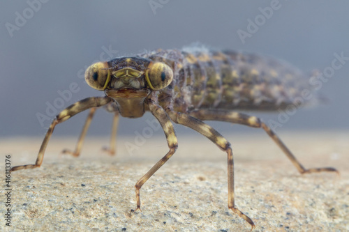 Dragonfly larva looking at the camera 