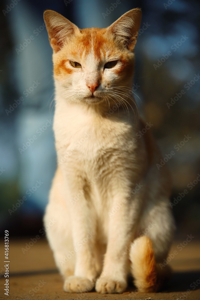 portrait of a model cat giving a pose portrait of a model cat giving a pose