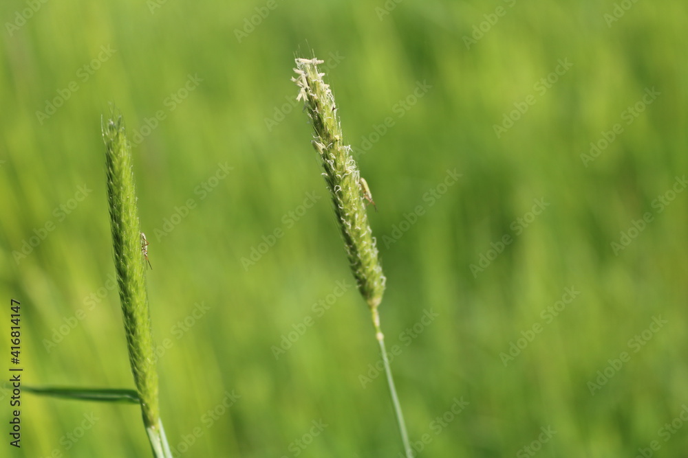 green wheat field