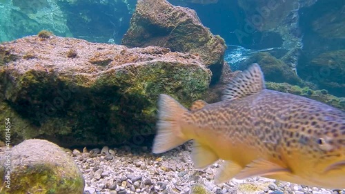 couple brown trout fish spawning in river
