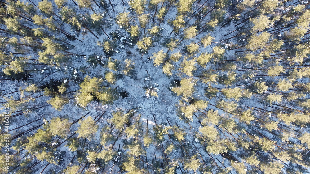 Top view of green coniferous forest in winter day