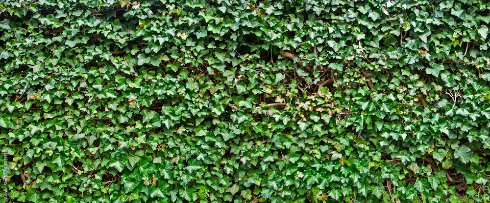 Common ivy. Abstract green leaves natural wall. foliage plant background. Hedge wall of green leaves. Web banner texture. Common ivy. Abstract green leaves natural wall. foliage plant background. Hedge wall of green leaves. Web banner texture.