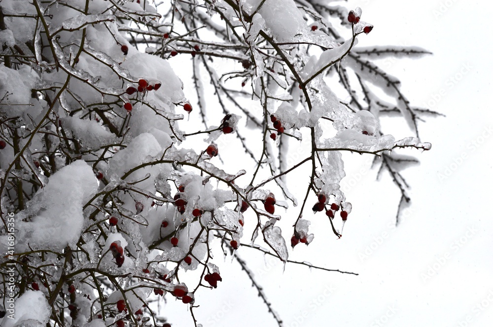 rosehips in the ice and snow in winter
