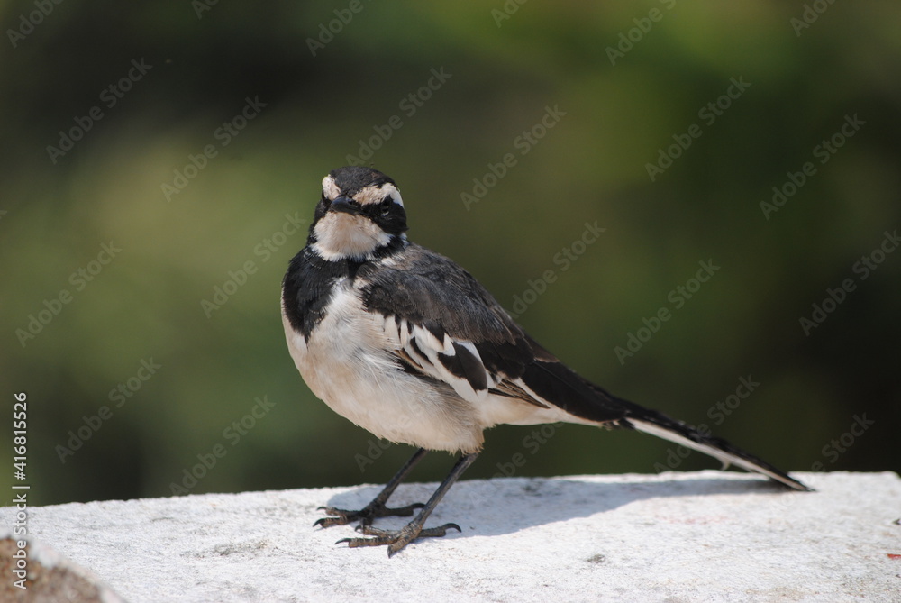 Obraz premium Bergeronnette grise (Motacilla alba)
