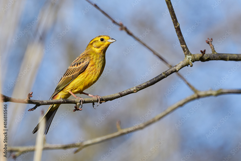 Yellowhammer bird sitting on 
 a branch (Emberiza citrinella)