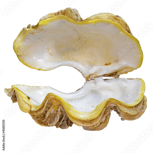 The Shell of the Bivalve Marine Mollusk Tridacna (Latin Name) With Open Valves. Cut On Black Background
