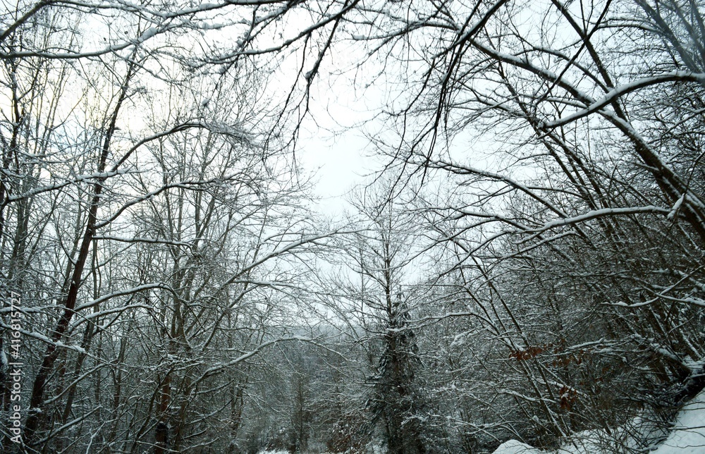 forest in winter in the snow forest in winter in the snow