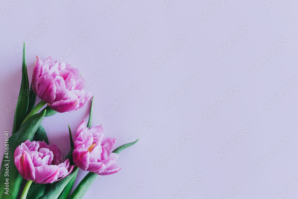 Tender violet tulips on pastel violet background. Greeting card for Women's day.