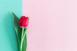 Tender pink tulip on pastel pink and turquoise background. Greeting card for Women's day.