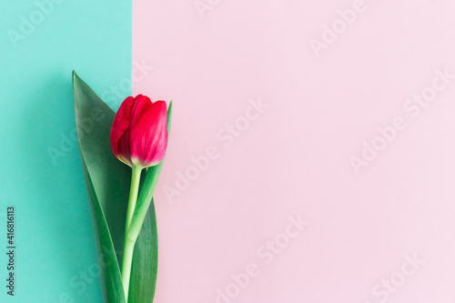 Tender pink tulip on pastel pink and turquoise background. Greeting card for Women's day.