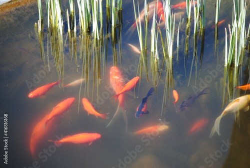 Photography Poissons rouges dans un étang entre les roseaux