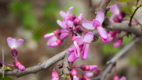 The Judas tree (lat. Cercis siliquastrum), of the family Fabaceae, South-Eastern Crimea.