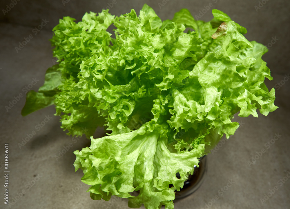 fresh lettuce on a plate in the studio fresh lettuce on a plate in the studio