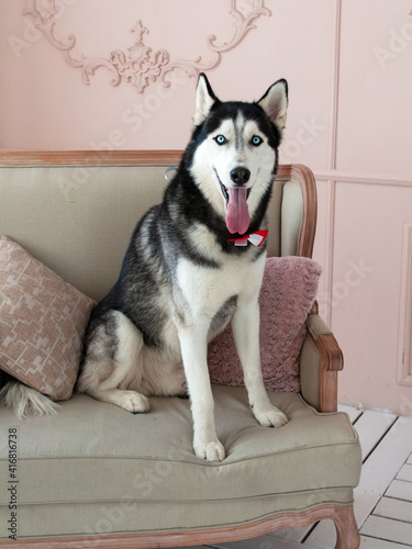 Siberian husky on the couch or sofa pretty dog in room
