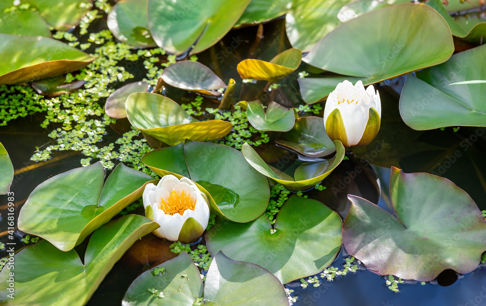 Fototapeta premium Indoor Flower White Water Lily. Beautiful flowers of White Nymphaea alba, commonly called water lily