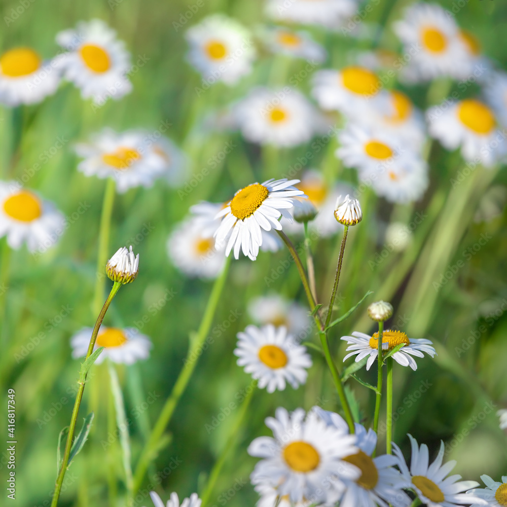 Background of blooming daisies (camomile) in a field, selective focus Background of blooming daisies (camomile) in a field, selective focus